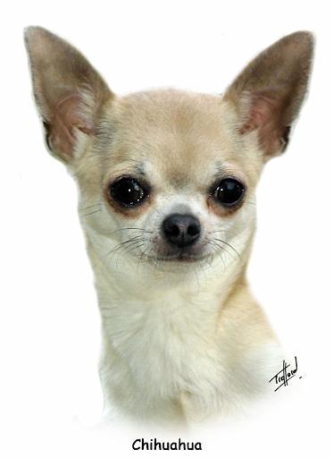 Chihuahua  9P93D-123_2.JPG